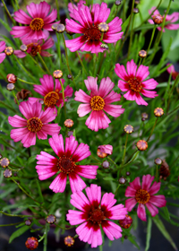 Coreopsis 'Garnet'